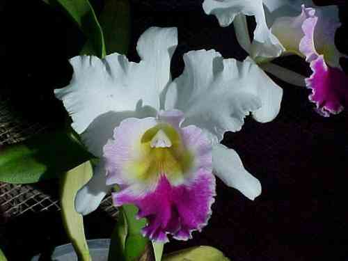 Brassolaeliocattleya Good News Hawaii